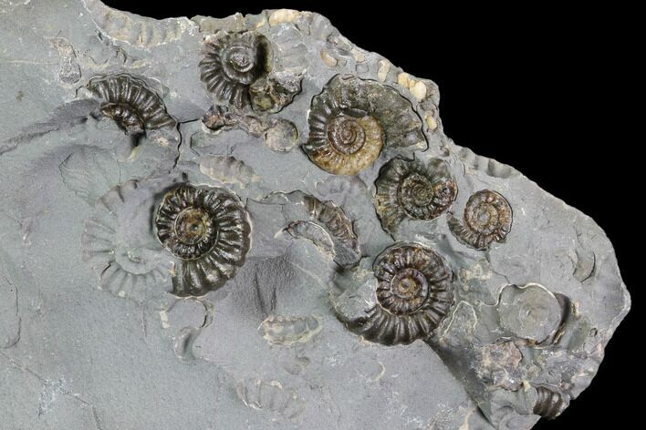 Ammonite Fossil Cluster - Somerset, England #86274
